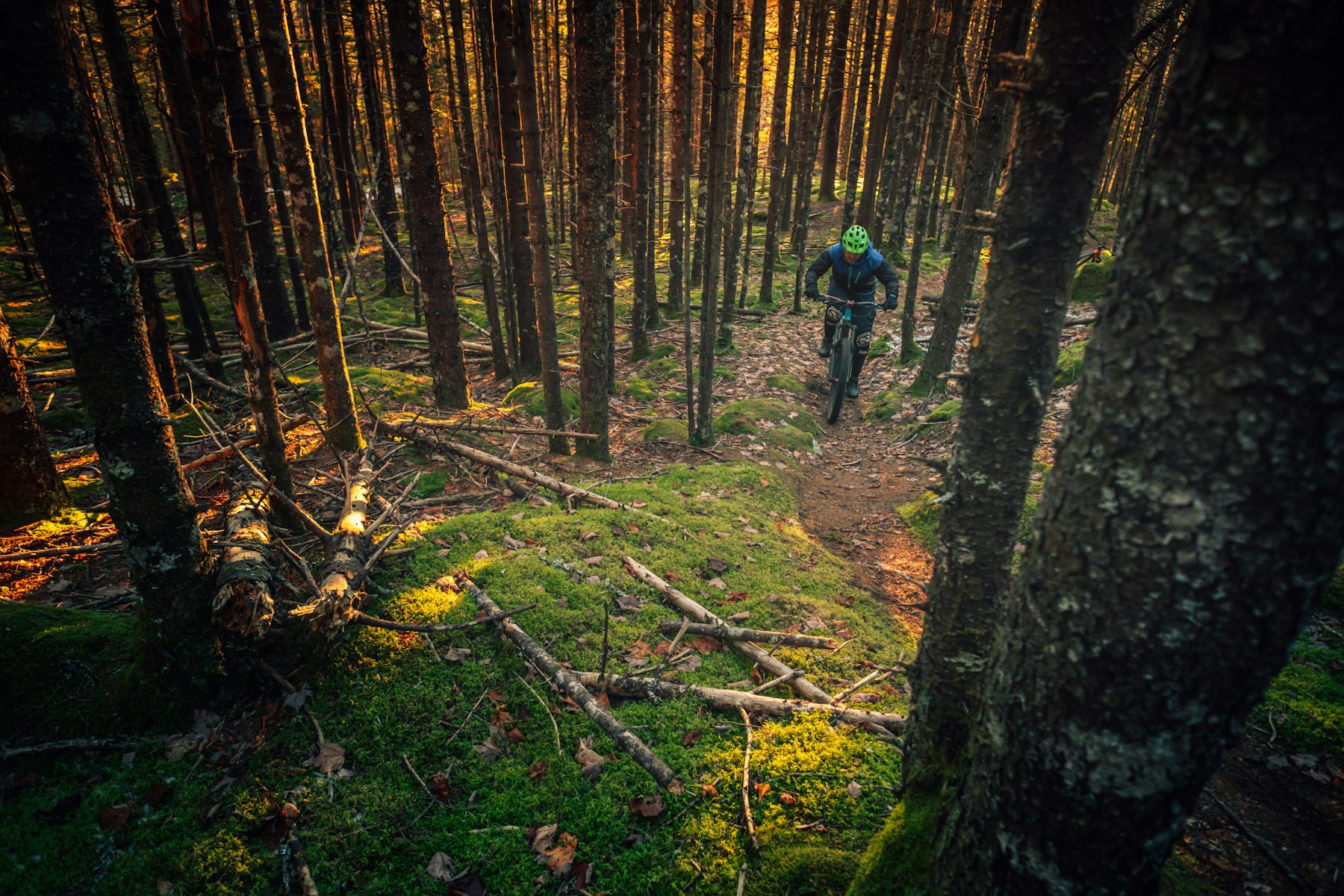 Ciclista recorriendo un sendero de montaña entre árboles