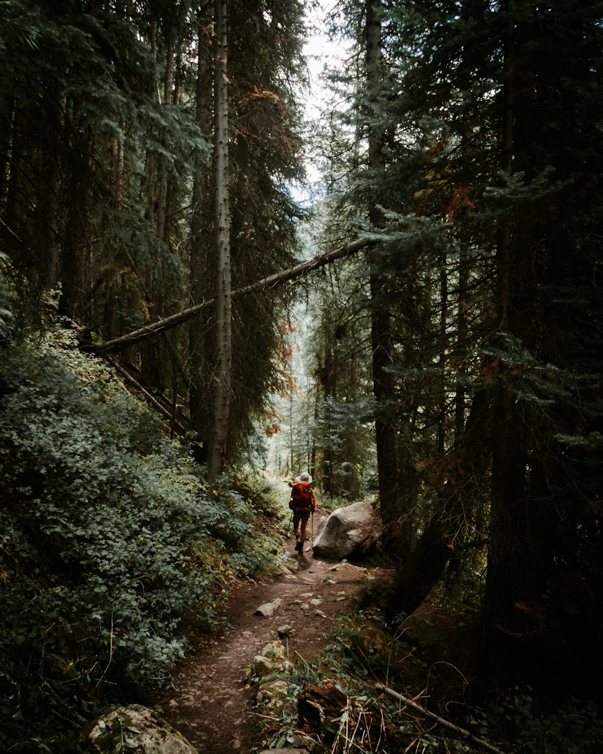 Senderista caminando por un bosque con mochila