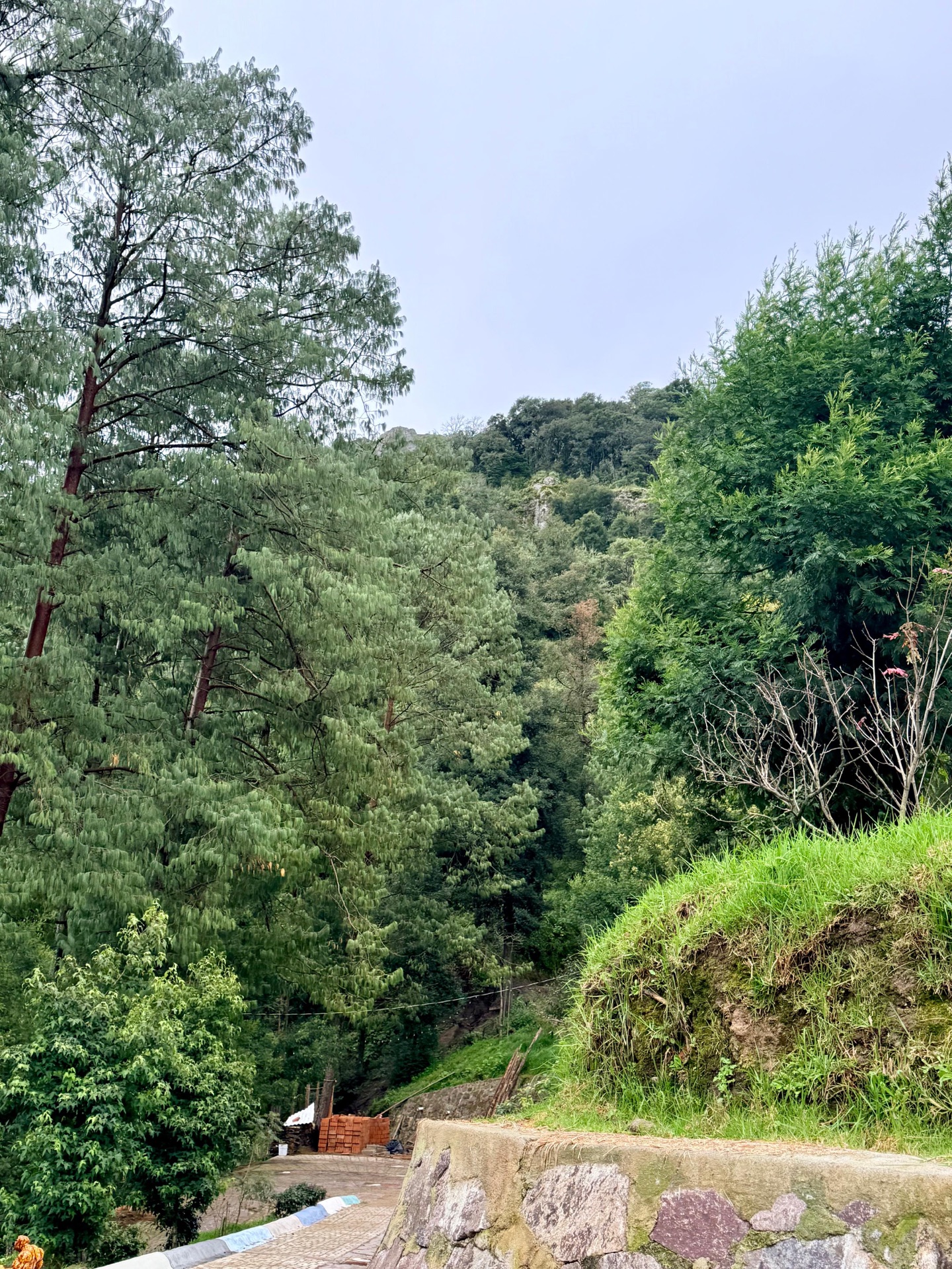 Bosque y paisaje real de Montaña Colibrí